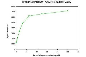 Activity Assay (AcA) image for Ribosomal Protein S6 Kinase, 90kDa, Polypeptide 5 (RPS6KA5) (Transcript Variant 2) (Active) protein (Myc-DYKDDDDK Tag) (ABIN2731176)