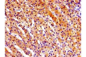 Immunohistochemistry of paraffin-embedded human adrenal gland tissue using ABIN7168180 at dilution of 1:100 (RPS6KA3 antibody  (AA 214-431))