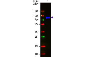 Western Blot of Fluorescein conjugated Goat Anti-Monkey IgM (mu chain) secondary antibody. (Goat anti-Monkey IgM (Chain mu) Antibody (FITC) - Preadsorbed)