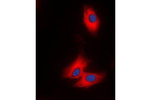 Immunofluorescent analysis of NAP1 staining in THP1 cells. (NAPSA antibody  (N-Term))