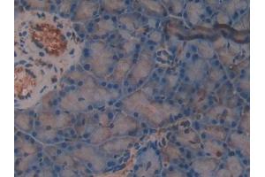 DAB staining on IHC-P; Samples: Rat Pancreas Tissue (TMSB4X antibody  (AA 1-44))