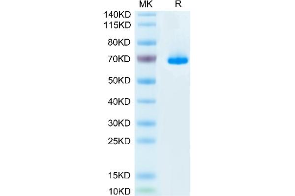 SEMA3A Protein (AA 21-772) (His tag)