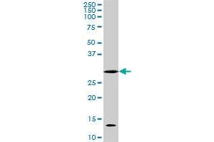 Image no. 3 for anti-Cyclin-Dependent Kinase 1 (CDK1) (AA 211-298) antibody (ABIN598557) (CDK1 antibody  (AA 211-298))