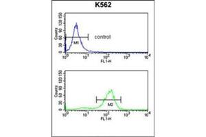 Flow Cytometry analysis of K562 cells using SDS Antibody (N-term) Cat. (serine Dehydratase antibody  (N-Term))