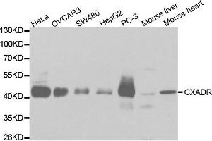 Western Blotting (WB) image for anti-Coxsackie Virus and Adenovirus Receptor (CXADR) antibody (ABIN1872126) (Coxsackie Adenovirus Receptor antibody)