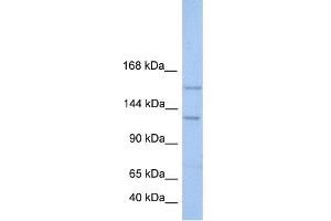 WB Suggested Anti-BRPF3 Antibody Titration:  0. (BRPF3 antibody  (N-Term))