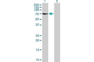 Western Blot analysis of TH1L expression in transfected 293T cell line by TH1L MaxPab polyclonal antibody. (TH1-Like antibody  (AA 1-590))