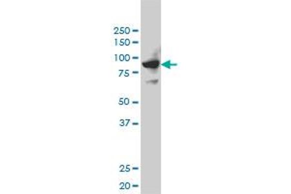 SH2D3C antibody  (AA 1-110)