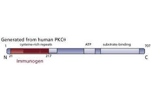 Image no. 3 for anti-Protein Kinase C, theta (PRKCQ) (AA 21-217) antibody (ABIN967739) (PKC theta antibody  (AA 21-217))