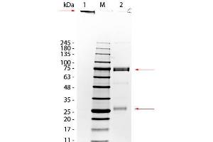SDS-PAGE of Donkey IgM Whole Molecule.