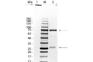 SDS-PAGE of Donkey IgM Whole Molecule. (Donkey IgM Isotype Control)