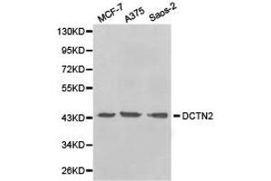 Western Blotting (WB) image for anti-Dynactin 2 (p50) (DCTN2) antibody (ABIN1872214)