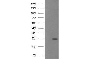 Image no. 2 for anti-Trafficking Protein Particle Complex 4 (TRAPPC4) antibody (ABIN1501265) (TRAPPC4 antibody)