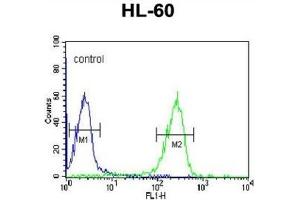 Flow Cytometry (FACS) image for anti-FK506 Binding Protein 11, 19 KDa (FKBP11) antibody (ABIN3002801) (FKBP11 antibody)