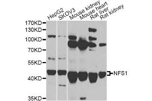 Western blot analysis of extracts of various cell lines, using NFS1 antibody. (NFS1 antibody)