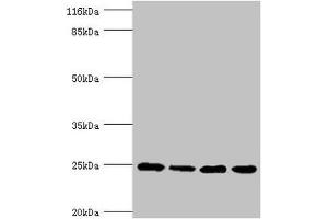 Western blot All lanes: NDUFA13 antibody at 3. (NDUFA13 antibody  (AA 52-144))