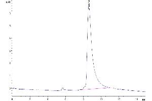 The purity of Mouse LGMN is greater than 95 % as determined by SEC-HPLC. (LGMN Protein (AA 18-435) (His tag))