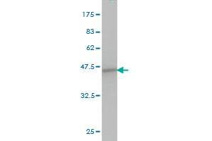 Western Blot detection against Immunogen (37. (SPRY1 antibody  (AA 1-110))