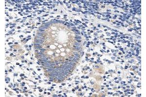 ABIN6268722 at 1/100 staining human Appendix tissue sections by IHC-P. (SERPINB2 antibody  (Internal Region))