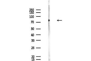 anti-Amyloid beta (A4) Precursor Protein-Binding, Family A, Member 2 (APBA2) (Internal Region) antibody