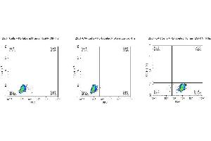 FACS Analysis of Anti-EGFRVIII CAR Expression. (EGFRviii Protein (AA 25-378) (PE,His-Avi Tag))
