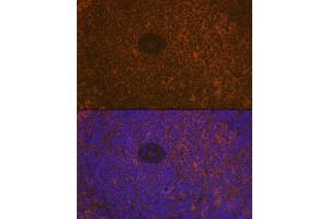 Immunofluorescence analysis of rat spleen using CD35/CR1 Rabbit mAb (ABIN7266477) at dilution of 1:100 (40x lens). (CD35 antibody)