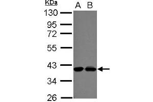 Western Blotting (WB) image for anti-Polymerase (DNA-Directed), delta Interacting Protein 3 (POLDIP3) (AA 139-369) antibody (ABIN1500333) (POLDIP3 antibody  (AA 139-369))
