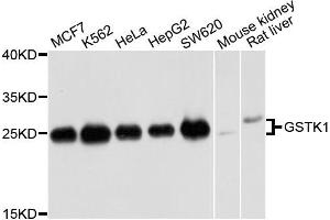 Western blot analysis of extracts of various cells, using GSTK1 antibody. (GSTK1 antibody)