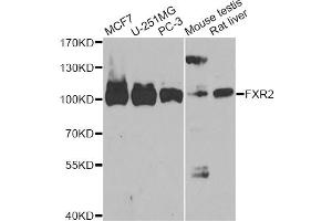 Western blot analysis of extracts of various cell lines, using FXR2 antibody. (FXR2 antibody)