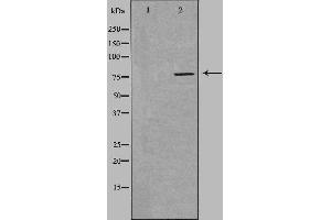 Western blot analysis of extracts from HuvEc cells, using SLC5A3 antibody. (SLC5A3 antibody)