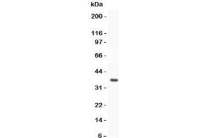 Western blot testing of FOXO3A antibody and recombinant human protein (0. (FOXO3 antibody  (AA 471-673))