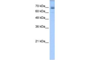 Western Blotting (WB) image for anti-Ligand of Numb-Protein X 1 (LNX1) antibody (ABIN2462688) (LNX1 antibody)
