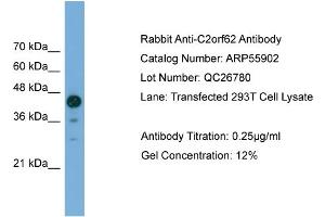 WB Suggested Anti-C2orf62  Antibody Titration: 0. (C2orf62 antibody  (C-Term))