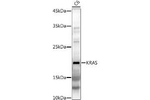 Western blot analysis of extracts of C6 cells, using KRAS antibody (ABIN3021676, ABIN3021677, ABIN3021678, ABIN1513137 and ABIN1514282) at 1:1000 dilution. (K-RAS antibody)