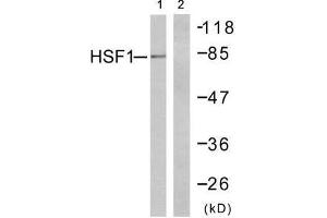 Western blot analysis of extracts from MCF7 cells, using HSF1 (Ab-303) antibody (E021255). (HSF1 antibody)