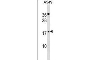 ZN Antibody (C-term) (ABIN1537512 and ABIN2838225) western blot analysis in A549 cell line lysates (35 μg/lane). (ZNF663 antibody  (C-Term))