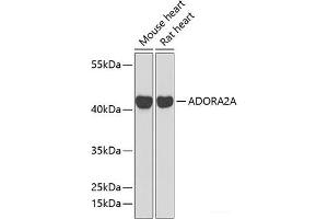 Western blot analysis of extracts of various cell lines using ADORA2A Polyclonal Antibody at dilution of 1:1000. (Adenosine A2a Receptor antibody)