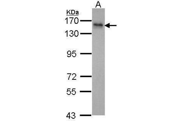 INPP5F antibody