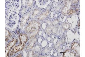 Immunoperoxidase of monoclonal antibody to AMBP on formalin-fixed paraffin-embedded human kidney. (AMBP antibody)