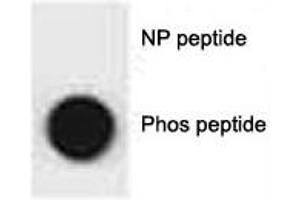 Dot blot analysis of phospho-p62 antibody. (SQSTM1 antibody  (pSer207))