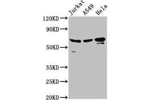 Western Blot Positive WB detected in: Jurkat whole cell lysate, A549 whole cell lysate, Hela whole cell lysate All lanes: AIFM1 antibody at 2. (AIF antibody  (AA 103-612))