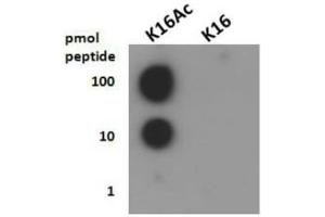 Dot Blot of Rabbit Histone H4 [ac Lys16] Antibody. (Histone H4 antibody  (acLys16))