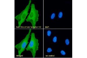 (ABIN185463) Immunofluorescence analysis of paraformaldehyde fixed HeLa cells, permeabilized with 0. (HRH2 antibody  (C-Term))