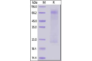 MERS-Coronavirus Nucleocapsid Protein (MERS-CoV N) (AA 1-413) protein (His tag)