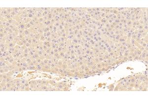 Detection of AFP in Mouse Liver Tissue using Polyclonal Antibody to Alpha-Fetoprotein (AFP) (alpha Fetoprotein antibody  (AA 399-605))