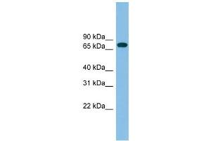 GBP2 antibody used at 1 ug/ml to detect target protein. (GBP2 antibody  (N-Term))