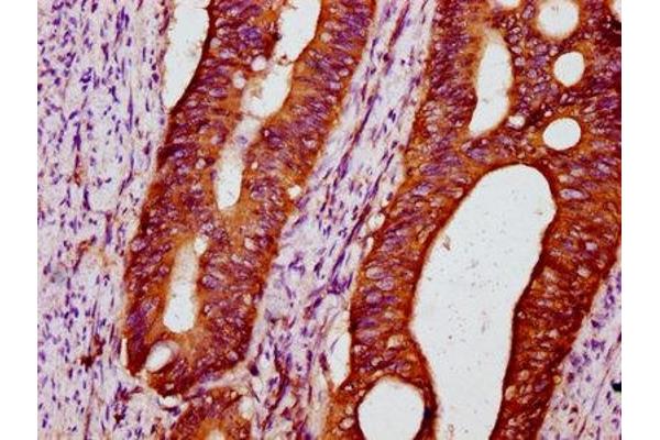 POC5 antibody  (AA 373-485)