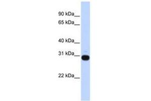 Image no. 1 for anti-Vasohibin 1 (VASH1) (AA 108-157) antibody (ABIN6743799) (VASH1 antibody  (AA 108-157))