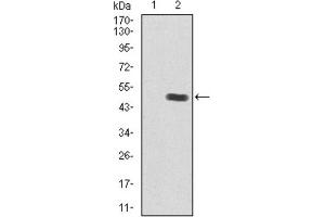 Western blot analysis using Insulin Like Growth Factor 2 (IGF2) antibody against human Insulin Like Growth Factor 2 (IGF2) recombinant protein. (IGF2 antibody  (AA 25-180))