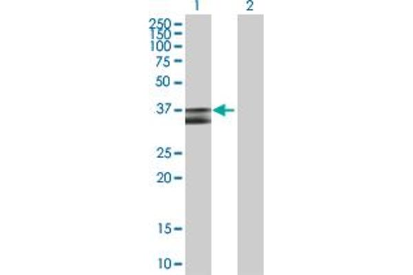 PDHB antibody  (AA 1-359)